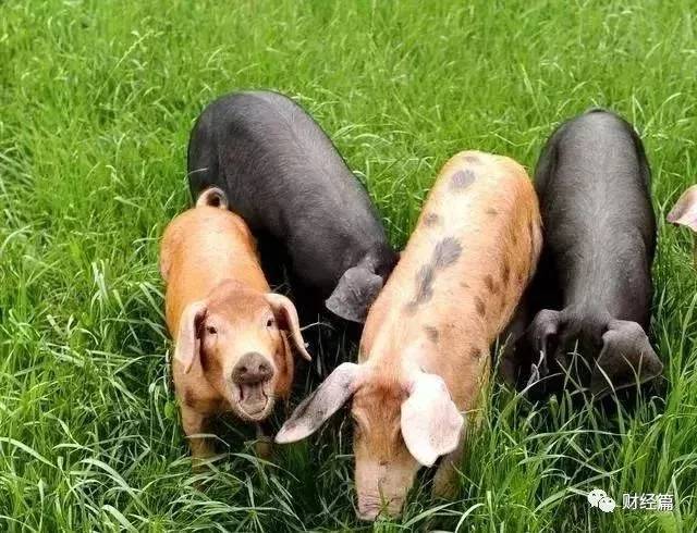 U8国际- U8国际官方网站- U8体育APP下载财经调查丨央视曝光被滥养的“杀人蜂”！养殖暴利背后藏致命隐患