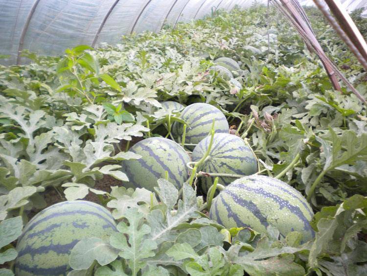 西瓜坐瓜难,坐瓜率低的原因有哪些?(以色列卡希诺智能肥)